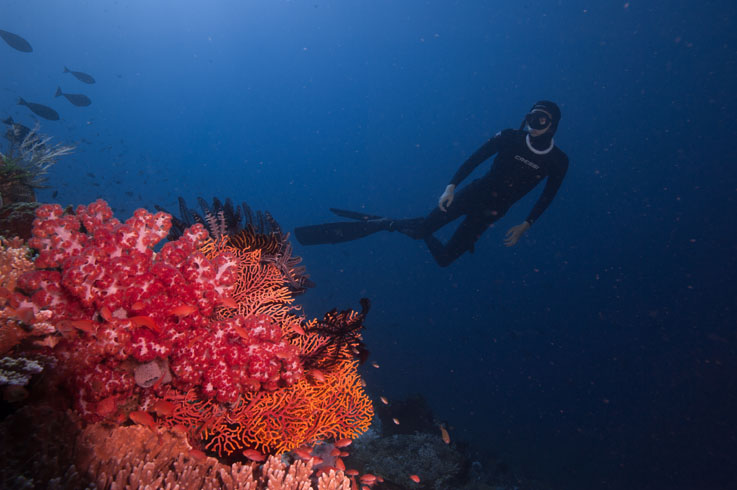 freedive apnea komodo coralson best reefs in Indonesi